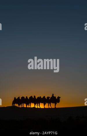 Ein mongolischer Herder reitet mit Baktrian-Kamelen bei Sonnenuntergang auf den Hongoryn-Els-Sanddünen in der Wüste Gobi, Gobi-Gurvansaikhan-Nationalpark in Sou Stockfoto