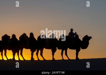 Ein mongolischer Herder reitet mit Baktrian-Kamelen bei Sonnenuntergang auf den Hongoryn-Els-Sanddünen in der Wüste Gobi, Gobi-Gurvansaikhan-Nationalpark in Sou Stockfoto