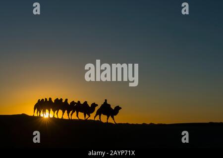 Ein mongolischer Herder reitet mit Baktrian-Kamelen bei Sonnenuntergang (Sonnenaufgang) auf den Hongoryn-Els-Sanddünen in der Wüste Gobi, Gobi Gurvansaikhan National Stockfoto