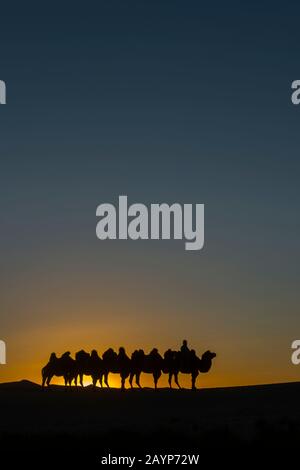 Ein mongolischer Herder reitet mit Baktrian-Kamelen bei Sonnenuntergang auf den Hongoryn-Els-Sanddünen in der Wüste Gobi, Gobi-Gurvansaikhan-Nationalpark in Sou Stockfoto
