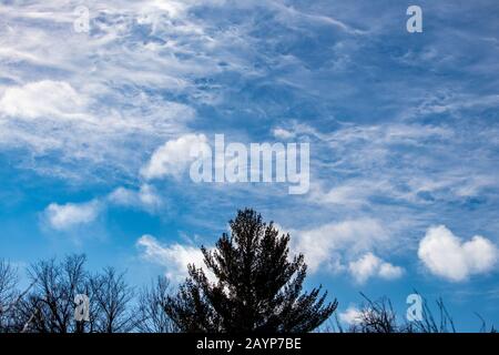 Cirrus Wolken hoch in der Atmosphäre werden wirbelnd gesehen und bilden interessante Texturen im blauen Himmel. Baumwipfel, darunter ein zentraler Evergreen, sind Stockfoto