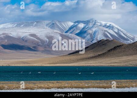 Der Shar-Nurr-See mit Whooper-Schwänen (Cygnus cynus) und das Altai-Gebirge nahe der Stadt Ulgii (Ölgii) in der Provinz Bayan-Ulgii im Westen der Mon Stockfoto