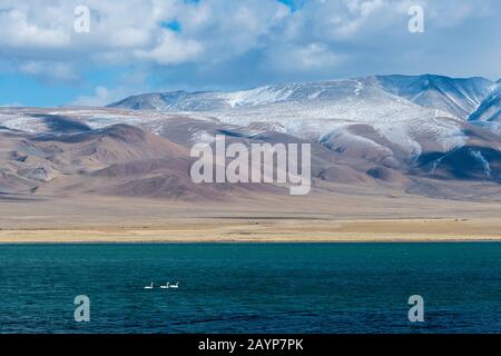 Der Shar-Nurr-See mit Whooper-Schwänen (Cygnus cynus) und das Altai-Gebirge nahe der Stadt Ulgii (Ölgii) in der Provinz Bayan-Ulgii im Westen der Mon Stockfoto