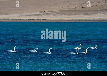 Whooper-Schwäne (Cygnus cynus) schwimmen am Shar-Nurr-See im Altai-Gebirge nahe der Stadt Ulgii (Ölgii) in der Provinz Bayan-Ulgii im Westen von M Stockfoto