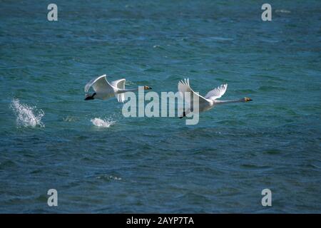 Whooper Schwäne (Cygnus cynus), die vom Shar Nurr Lake im Altai-Gebirge nahe der Stadt Ulgii (Ölgii) in der Provinz Bayan-Ulgii in weste abfahren Stockfoto