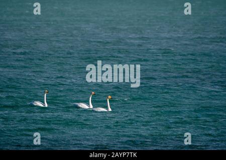 Whooper-Schwäne (Cygnus cynus) schwimmen am Shar-Nurr-See im Altai-Gebirge nahe der Stadt Ulgii (Ölgii) in der Provinz Bayan-Ulgii im Westen von M Stockfoto