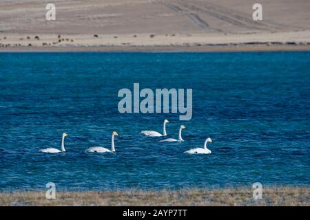 Whooper-Schwäne (Cygnus cynus) schwimmen am Shar-Nurr-See im Altai-Gebirge nahe der Stadt Ulgii (Ölgii) in der Provinz Bayan-Ulgii im Westen von M Stockfoto