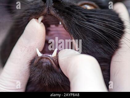 Ein Ärztlicher Tierarzt, der In der Tierärztlichen Klinik Die Fänge der Katze überprüft, Tierarzt, der einen schwarzen Kätzchenmund untersucht Stockfoto