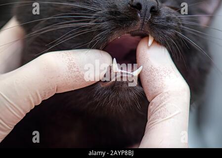 Ein Ärztlicher Tierarzt, der In der Tierärztlichen Klinik Die Fänge der Katze überprüft, Tierarzt, der einen schwarzen Kätzchenmund untersucht Stockfoto