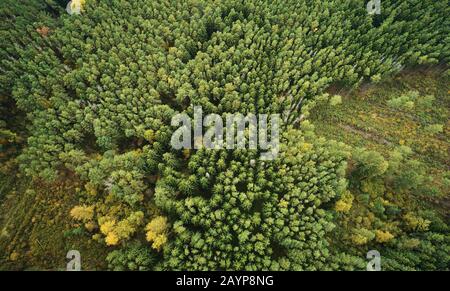 Waldthema wird zerstört. Grüner Wald mit leeren Flächen über der Dronansicht oben Stockfoto