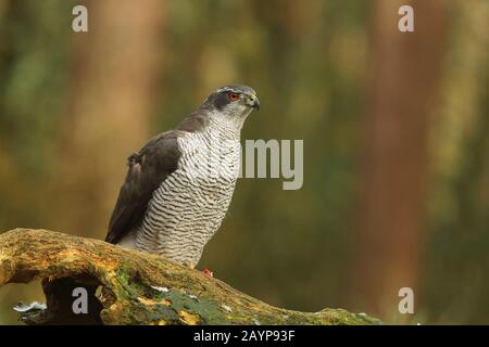 Der nördliche Goshawk - Hawk - auf dem Aussichtspunkt mit Wachsamkeit im Wald IV Stockfoto