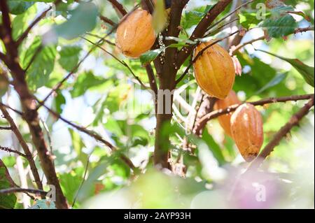 Eine Gruppe gelber Kakao-Schoten hängt an einem sonnigen hellen Tag an einem Baum Stockfoto
