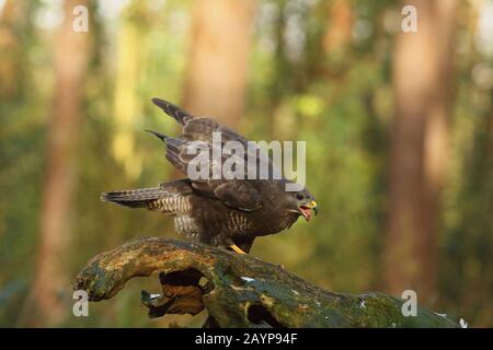 Gemeine Buzzard, die die gewöhnliche Holztaube für die Nahrung im Wald auseinanderreizt Stockfoto