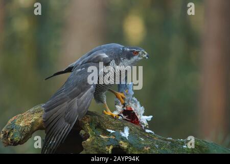 Der nördliche Goshawk - Hawk - pflückt eine Taube, um sie im Wald II zu essen Stockfoto