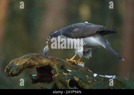 Northern Goshawk - Hawk - Zupftaube, um sie im Wald I zu essen Stockfoto