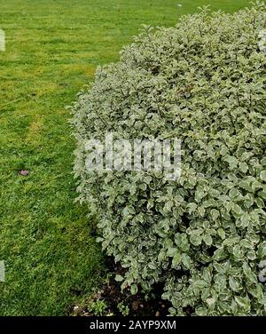 Pittosporum tenuifolium Golfball variegeriebener immergrüner Strauch mit Kopierraum Stockfoto