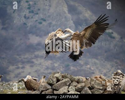 Griffon Geier, Gyps fulvus, Two Birds fighting, Bulgarien, Februar 2020 Stockfoto