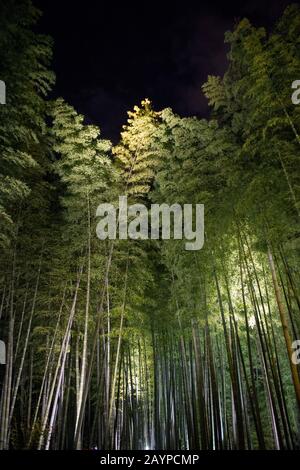 Ein Bambushain im Garten des Kodai-JI-Tempels, der sich am Fuße des Higashiyama Ryozen Mountains in Kyoto, Japan, befindet und in unmittelbarer Nähe beleuchtet wird Stockfoto