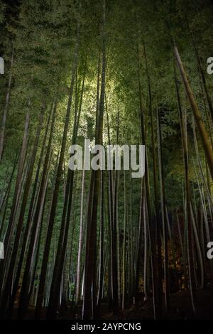 Ein Bambushain im Garten des Kodai-JI-Tempels, der sich am Fuße des Higashiyama Ryozen Mountains in Kyoto, Japan, befindet und in unmittelbarer Nähe beleuchtet wird Stockfoto