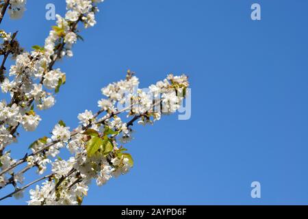 Kirschblüte, Prunus Cerasus Avium Frühling Stockfoto