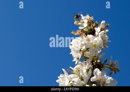 Kirschblüte, Prunus Cerasus Avium Frühling Stockfoto