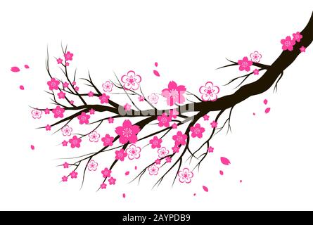 Frühling blühende Kirsche oder Sakura Blütenzweig. Stock Vektor