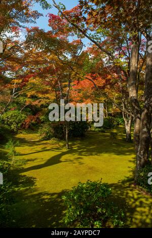 Bäume im Frühfall im Okochi-Sanso-Garten in Arashiyama, Kyoto, Japan. Stockfoto