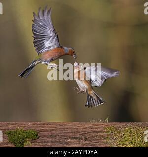 Männliches Obersieb greift Goldfinch an Stockfoto