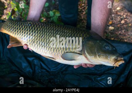 Frisch gefangener Karpfenfisch in einem Waldteich Stockfoto