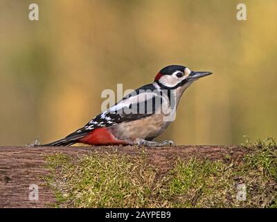 Männlich great spotted Woodpecker thront Stockfoto
