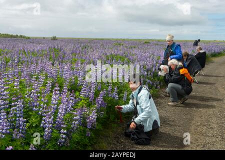 Menschen, die Nootka Lupin (Lupinus nootkatensis) fotografieren, das aus Alaska eingeführt wurde, um Erosion zu verhindern, im Süden Islands. Stockfoto