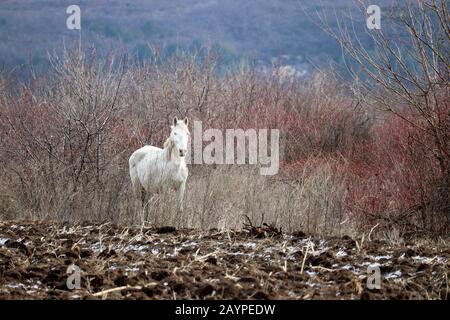 Weißes Pferd weidet auf gepflügtem Feld auf Bergwaldhintergrund. Malerische ländliche Landschaft im Frühjahr Stockfoto