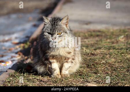 Räuberkatze mit Raubüberfall auf dem Gesicht auf einer Straße sitzend. Verärgertes Tier bei kaltem Wetter, ländliche Szene Stockfoto
