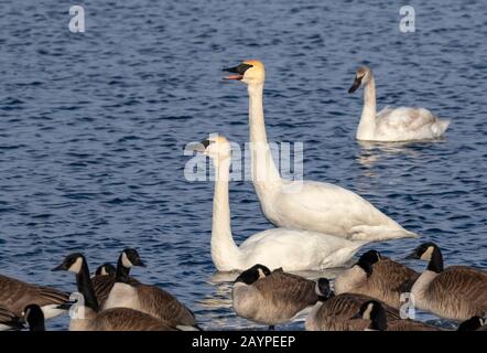 Trompeterschwäne (Cygnus buccinator) und kanadas Gänse (Branta canadensis) in einem See, Iowa, USA. Stockfoto