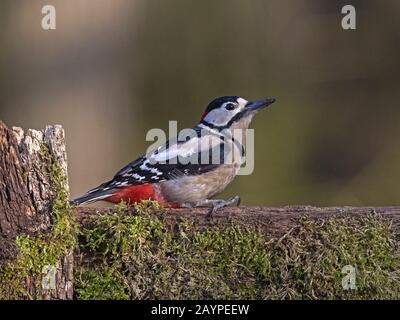 Männlich great spotted Woodpecker thront Stockfoto