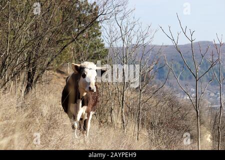 Kuh weidet auf einer Weide im Bergwald. Ländliche Landschaft mit Himmel und trockenen Bäumen Stockfoto