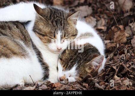 Zwei Katzen, die auf den umgestürzten Blättern schlafen, klatschen aneinander. Niedliche Tiere erwärmen sich bei kaltem Wetter auf der Straße Stockfoto