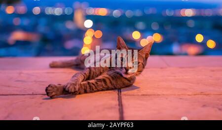 Niedliche Katze posiert wie ein echtes Supermodel auf der Straße mit Bokeh-Lichtern Hintergrund auf der Stadt Stockfoto