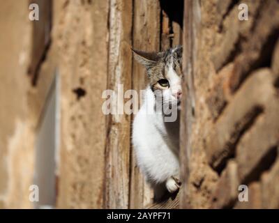 Cute Cat spielt versteckt sich und sucht im lustigen Moment in einem kleinen Dorf in Spanien hinter dem Fenster Stockfoto