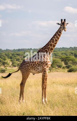 Einzelne Giraffe (Giraffa camelopardis tippelskirchi), die auf Gras in der Savanne des Tarangire National Park stehen. Büsche und blauer Himmel im Rücken. Stockfoto