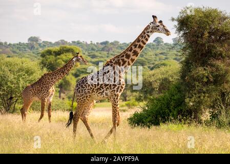 Zwei Giraffen (Giraffa c. Tippelskirchi), die auf gelbem Gras in der Savanne des Tarangire National Park, Tansania, spazieren. Bäume stehen im Hintergrund. Stockfoto