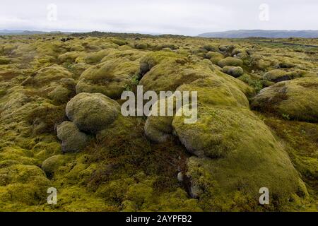 Ein Lavafeld ist in Südisland mit Woolly Fringe-Moos (Racomitrium lanuginosum) bedeckt. Stockfoto