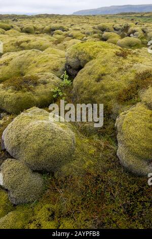 Ein Lavafeld ist in Südisland mit Woolly Fringe-Moos (Racomitrium lanuginosum) bedeckt. Stockfoto