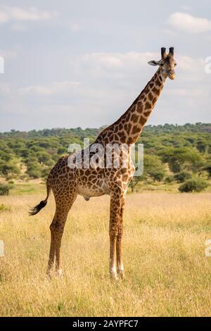 Einzelne Giraffe (Giraffa c. Tippelskirchi), die auf gelbem Gras in der Savanne des Tarangire National Park steht. Büsche und blauer Himmel im Hintergrund. Stockfoto