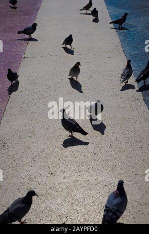 Taubenvögel und Tauben, die im lustigen Moment in der Stadt Barcelona, Spanien, auf der Straße stehen Stockfoto