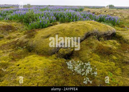 Nootka Lupinen (Lupinus nootkatensis) mit Arktis-Weide (Salix arctica) und Wolly-Weide im Vordergrund wachsen in einem Lavafeld, das mit Wooll bedeckt ist Stockfoto