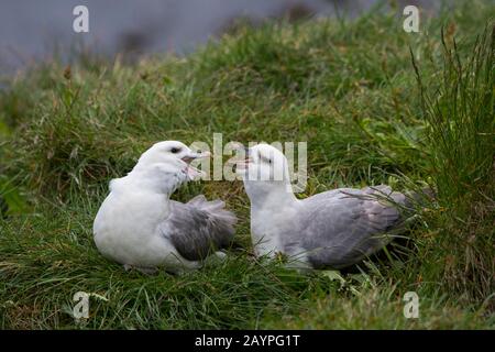 Ein Paar aus Nordfulmar (Fulmarus glacialis) ist eine Paarbindung in der seabrilen Kolonie bei Borgarfjordur im Osten Islands. Stockfoto