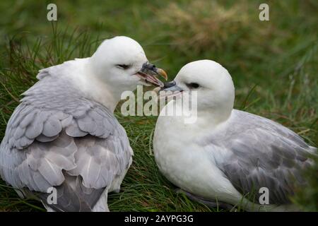 Ein Paar aus Nordfulmar (Fulmarus glacialis) ist eine Paarbindung in der seabrilen Kolonie bei Borgarfjordur im Osten Islands. Stockfoto