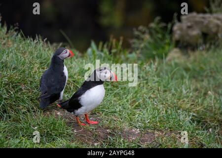 Zwei atlantische Puffins (Fratercula arctica), auch als gewöhnliches Puffin bekannt, sitzen auf einem Grasleck in der seevörrigen Kolonie bei Borgarfjordur im Osten Stockfoto