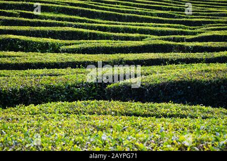 Teeplantagen auf der Azoren-Insel Stockfoto